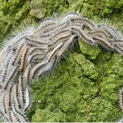 oak processionary caterpillars