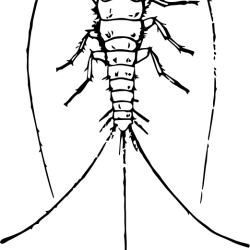 Poisson d'argent